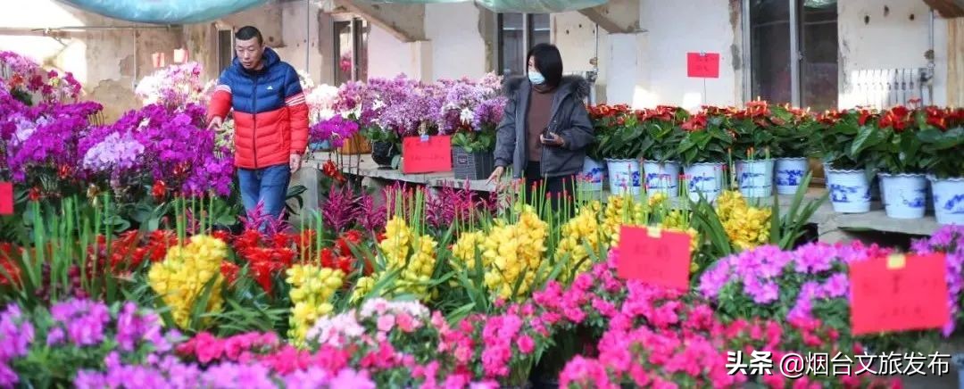 烟台祥和花鸟市场,烟台花鸟市场