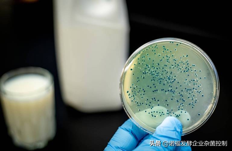 酸奶酵母超标怎么处理,酸奶发酵菌的危害