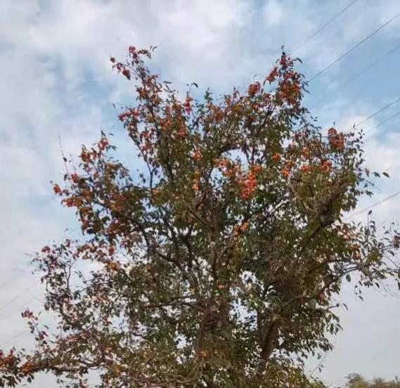北方农村的孩子，只知道来自南方的桔子，却不认识北方本地的柿子