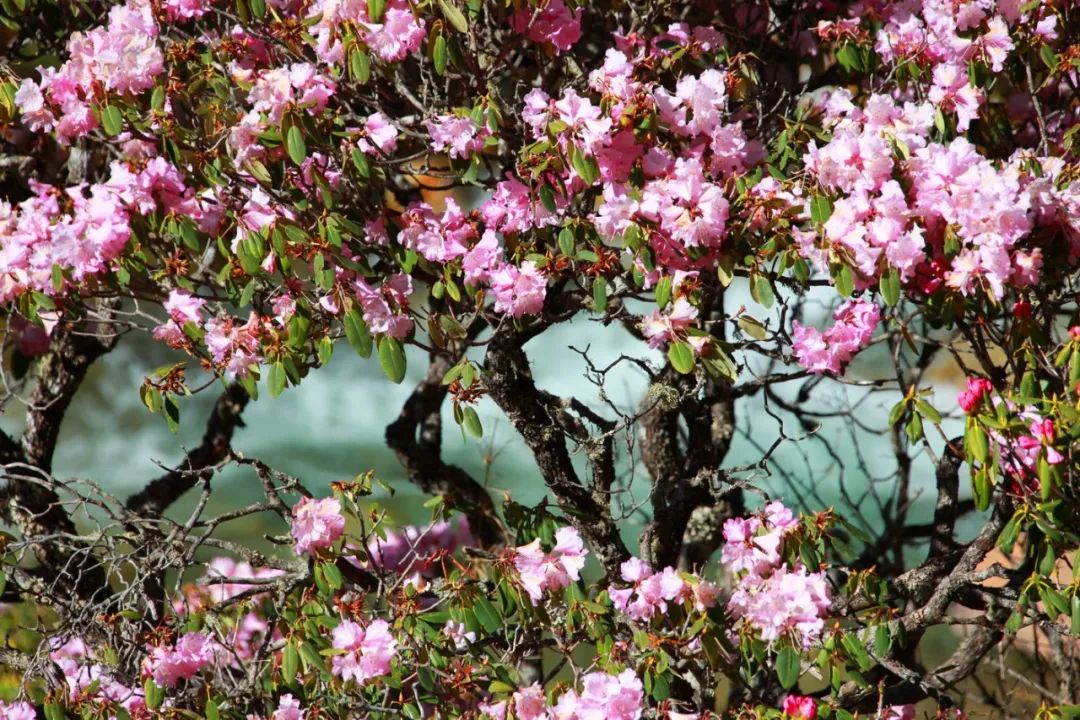 现在的木格措风景,川西高原木格措旅游