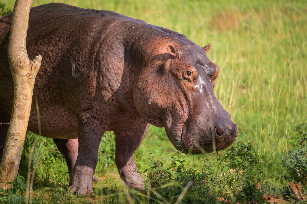 动漫中的动物都是什么品种,动漫中各个动物代表什么国家