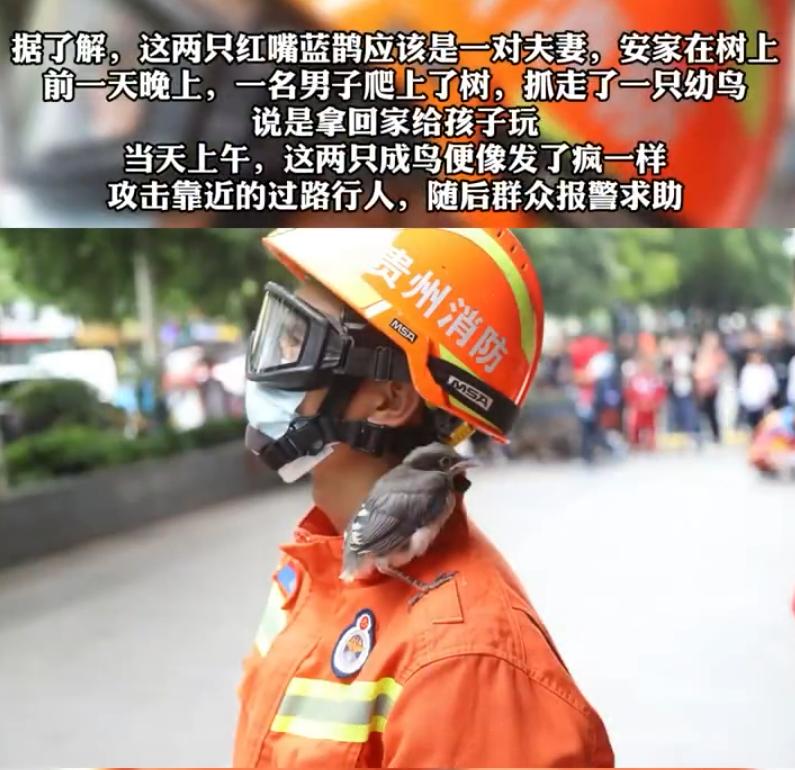 大鸟袭击人,大鸟伤人事件