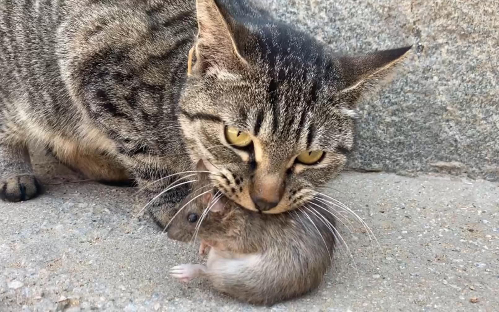 三种最不好养的宠物猫,千万不要养这三种宠物猫