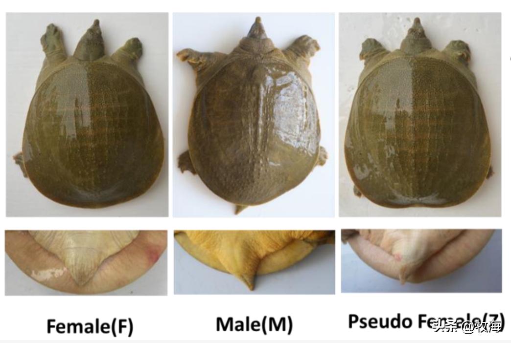 生态养鳖一亩地放多少只,养一亩中华鳖效益有多高