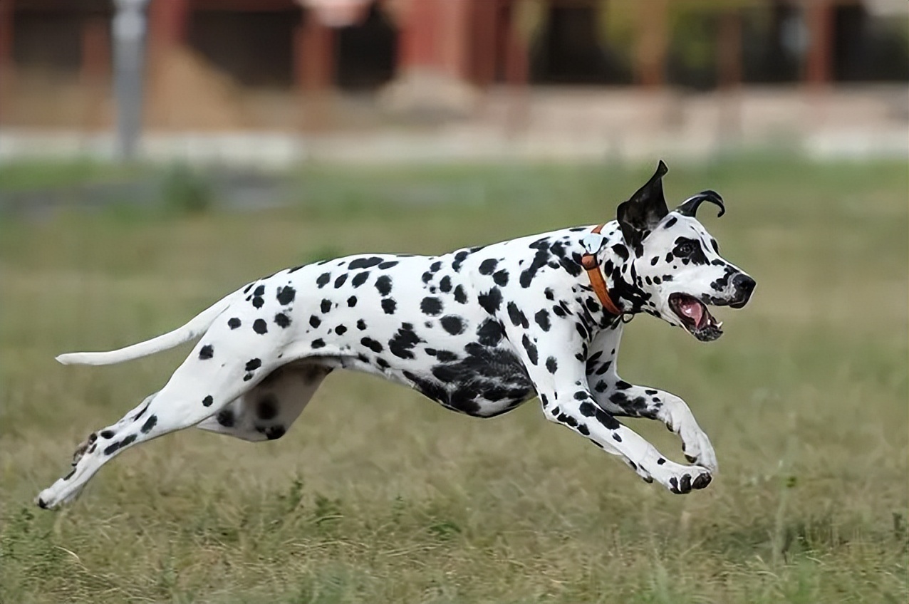 5种禁养的宠物,五种禁养犬
