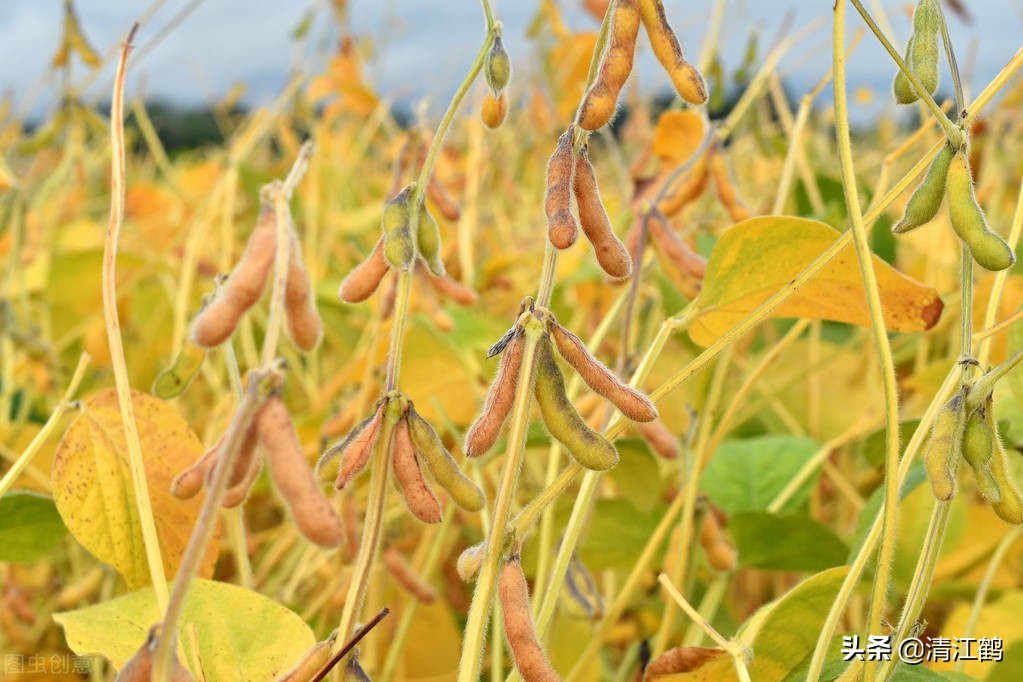 豆类除草剂哪种最好使,豆类除草剂哪种最好最安全