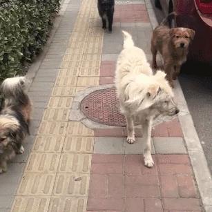 狗子为啥越喂越瘦,狗子越来越瘦但是很能吃