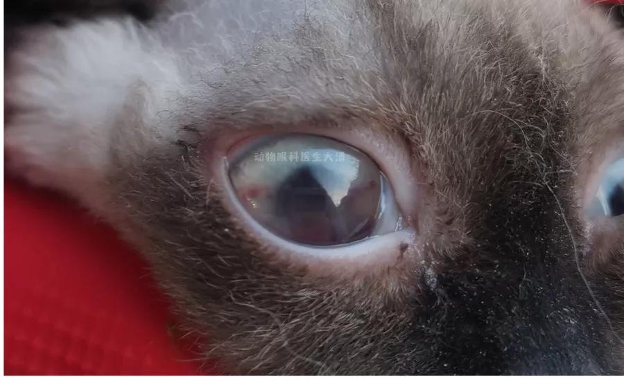 单只眼睛出血的治疗方法,猫眼睛结膜出血反复怎么办