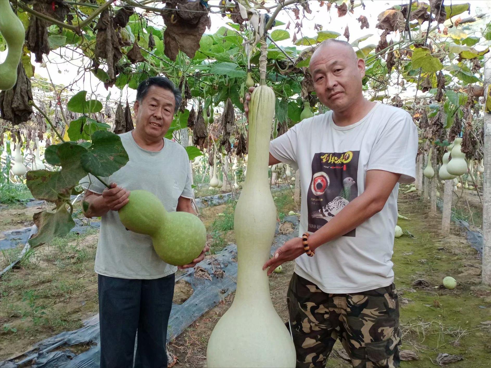 农民一个大棚能卖多少钱,种植小葫芦发家致富