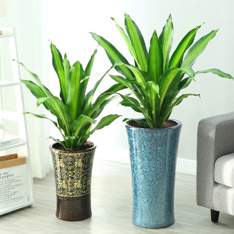 招财纳福多肉盆栽,家里养什么盆栽纳福