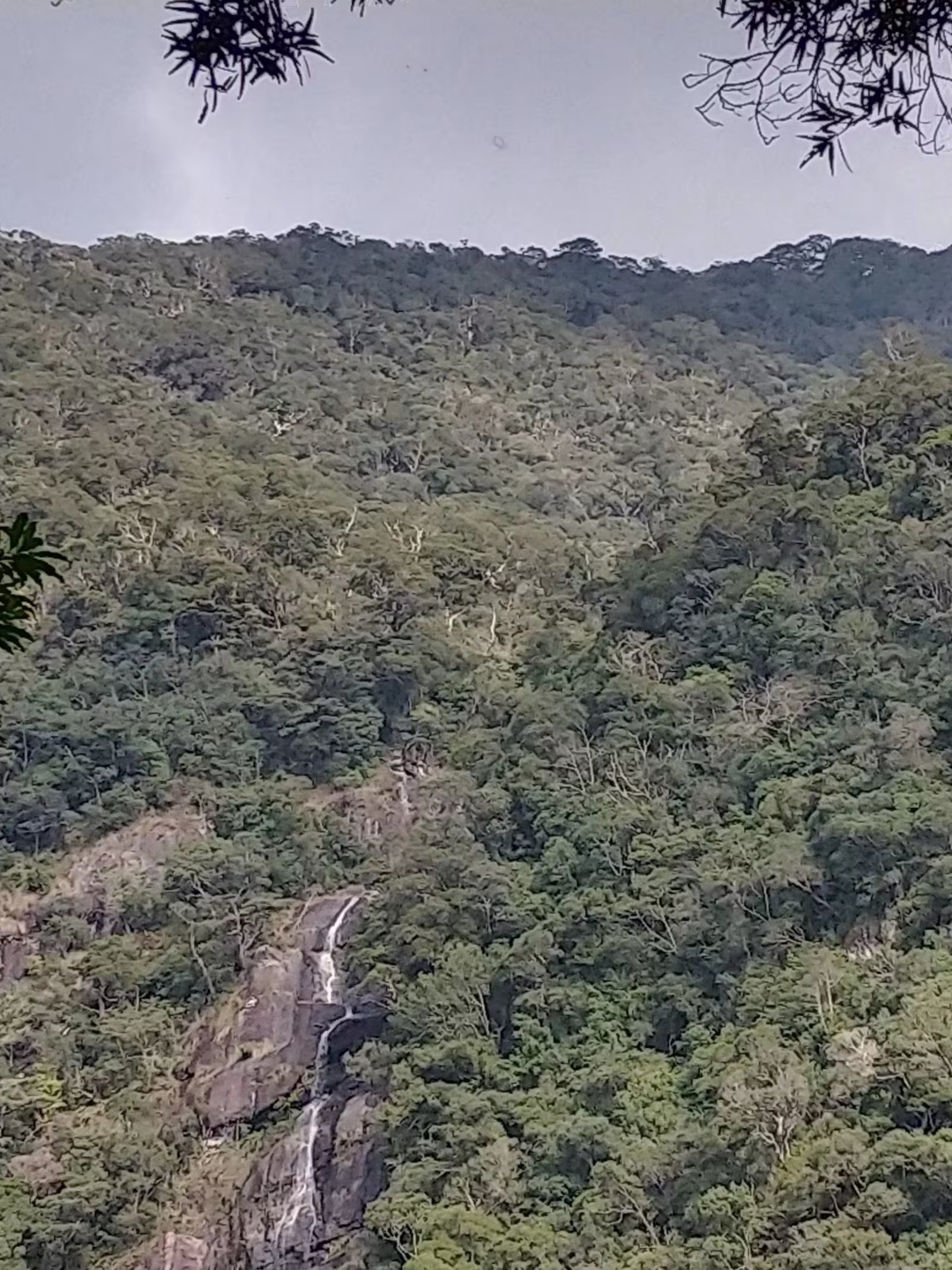 三亚之旅日记350字,三亚五指山免费游玩攻略