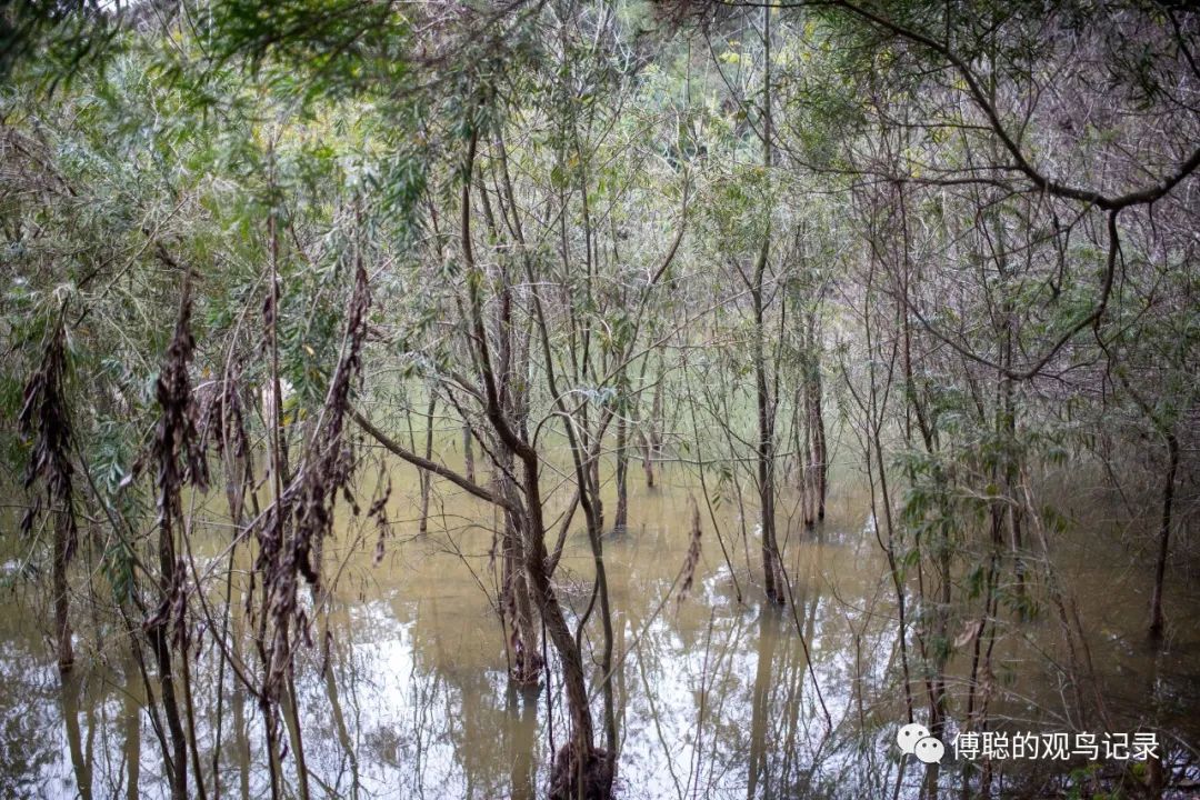 厦门天竺山森林公园旅游攻略,厦门天竺山森林公园步道