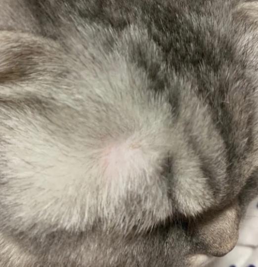 猫咪得了猫癣怎么治疗好得快一些,猫咪得了很严重的猫癣怎么办