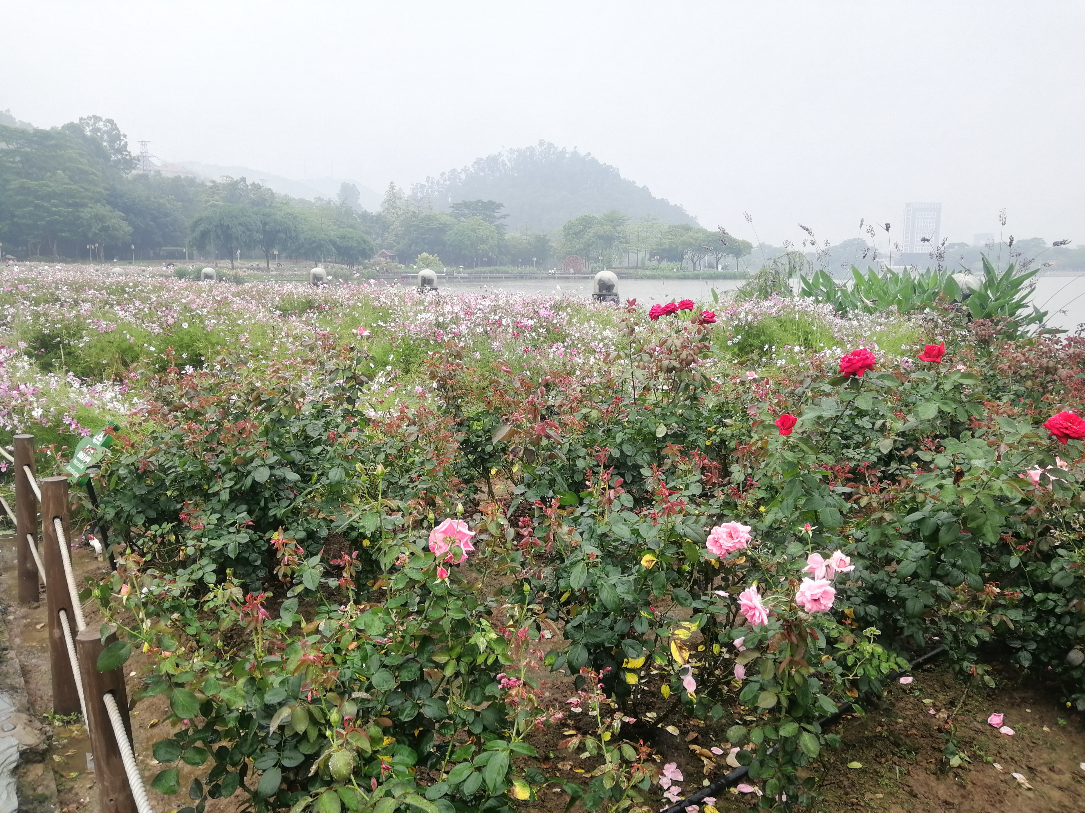 打卡广州地铁7号线,打卡广州最美7公里