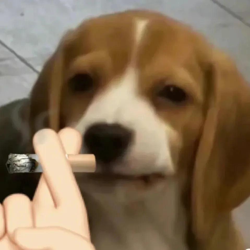 吃瓜群众表情包二次元,吃瓜群众表情包是什么意思