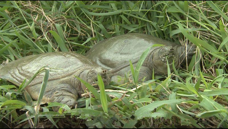 外塘甲鱼养殖容易存在哪些问题,甲鱼养殖有哪几种疾病