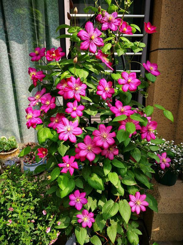 室外冻不死的十种花草,零下30度冻不死的露台植物