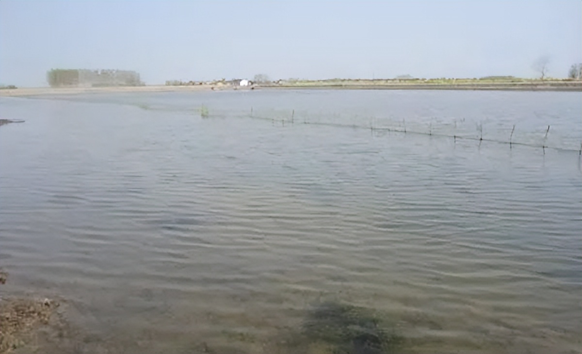 天气升温鱼缸水怎么变浑了,养殖户养鱼遇到水霉病