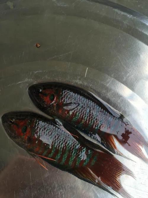 虾田72杂鱼之三中华斗鱼，被人误解的粗壳鱼却是最有价值的小杂鱼