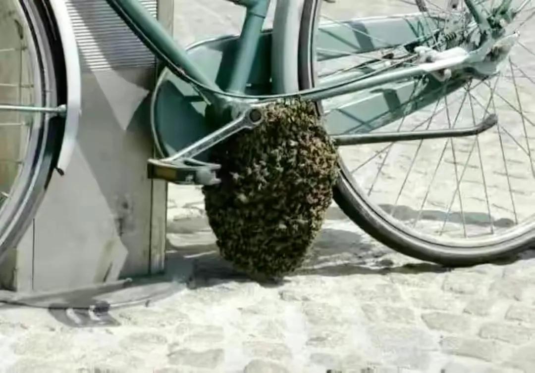 12张让人惊叹的动物的照片,眼界大开30张活久见的动物图