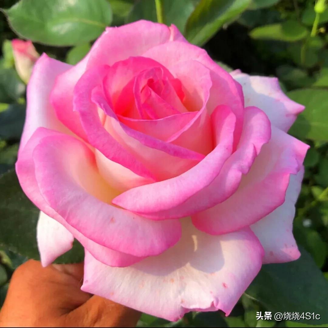 月季花开姹紫嫣红争奇斗艳,月季花开了千姿百态美不胜收