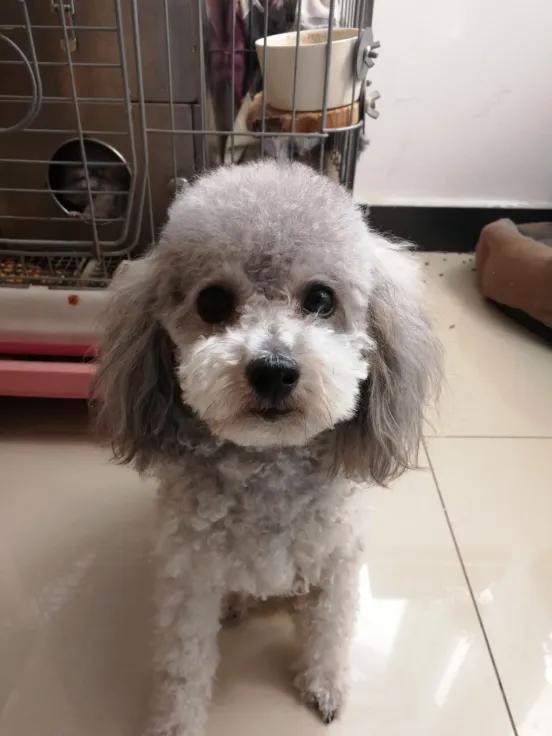 养狗多年才总结的小经验，刷到就赚了！