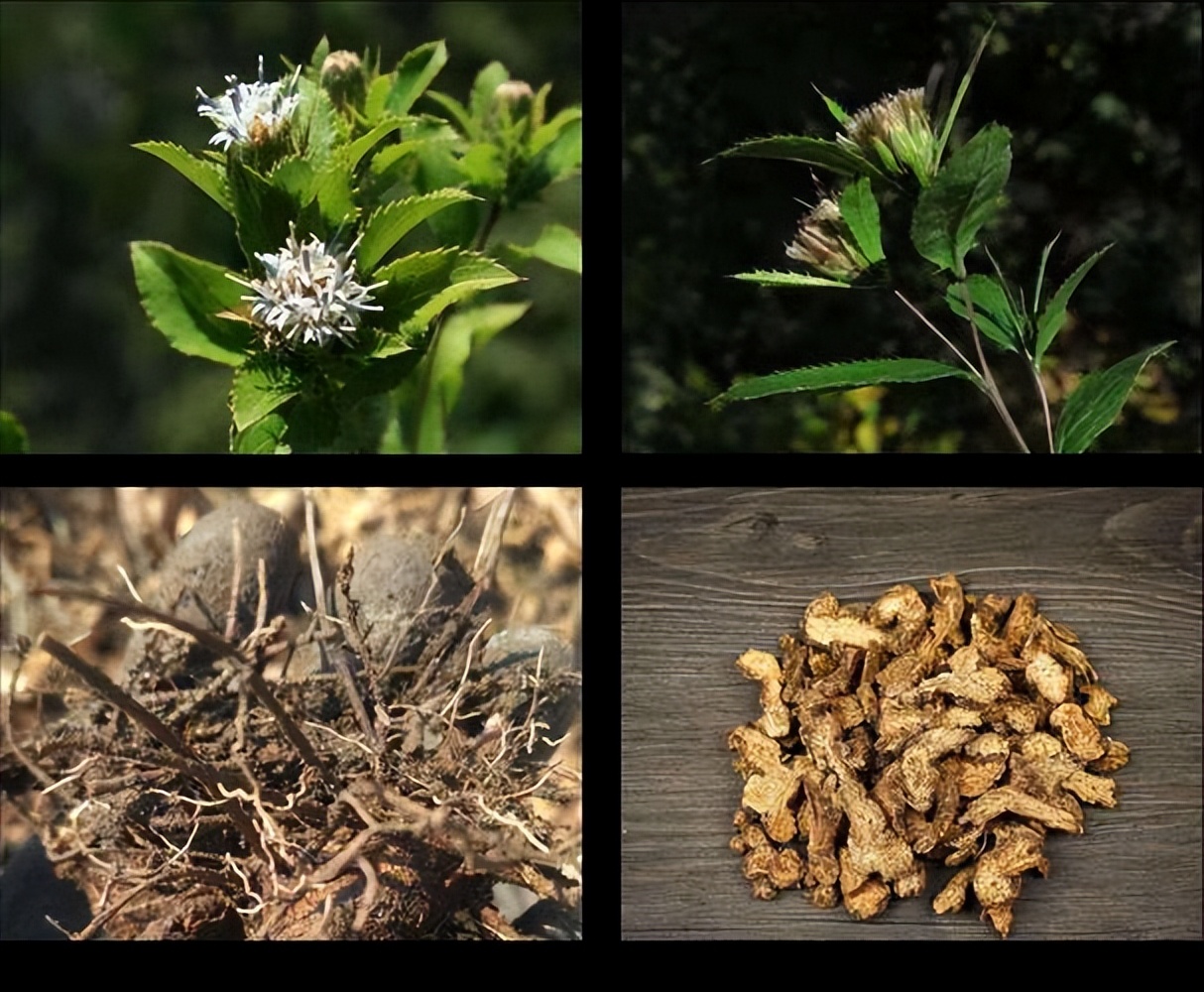 千古祛湿第一药,千古祛湿第一方几剂见效