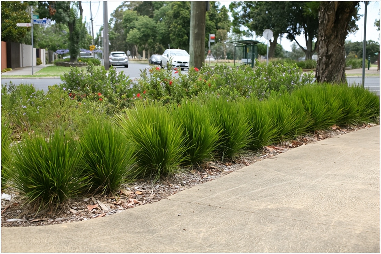 经典玫瑰品种 (玫瑰植物品种)