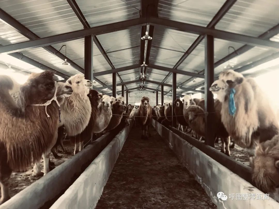 骆驼养殖带动乌苏农牧民增收故事,骆驼养殖乡村振兴