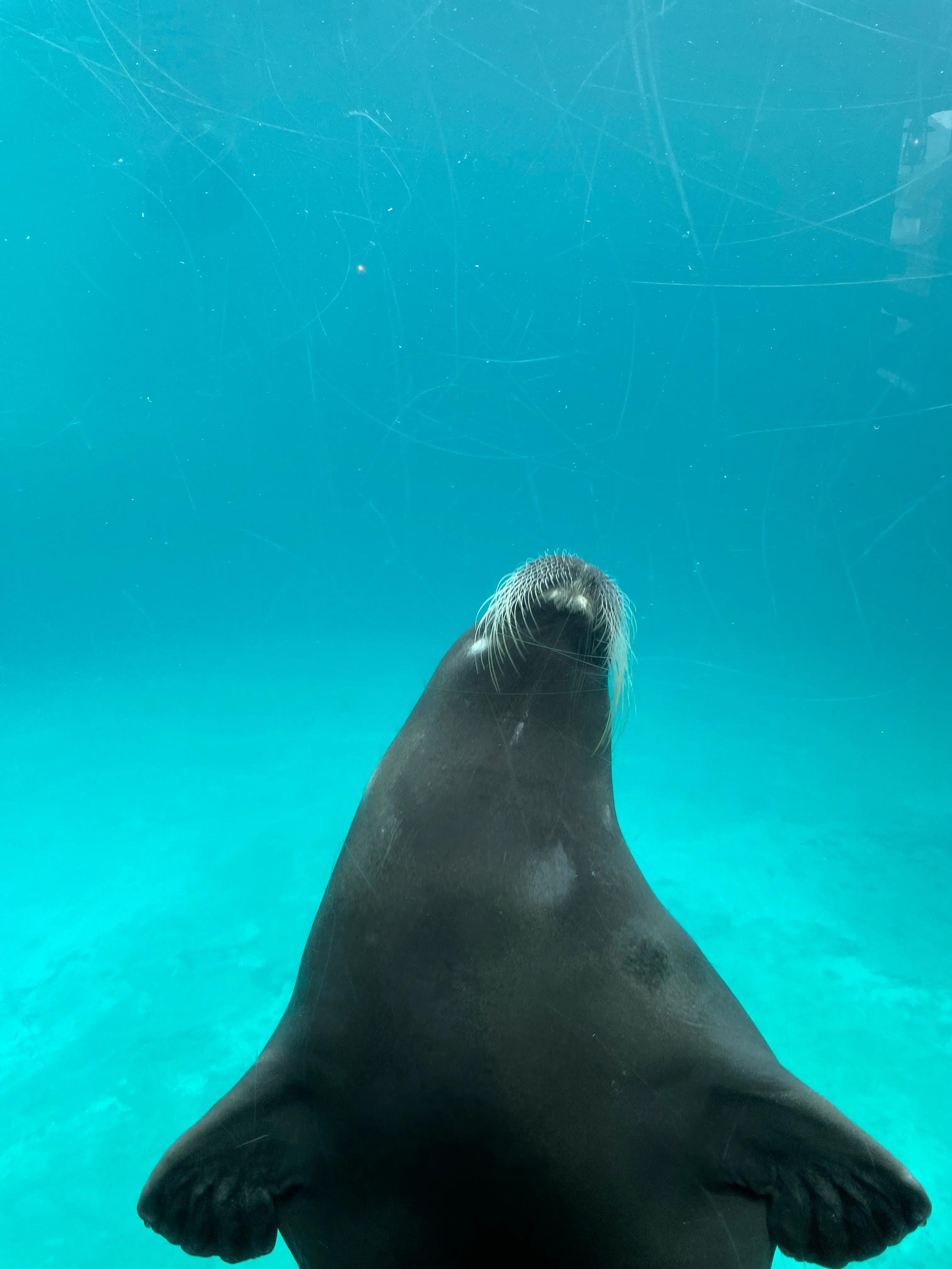 长隆动物园和珠海海洋王国哪个好,珠海长隆海洋王国与长隆动物园