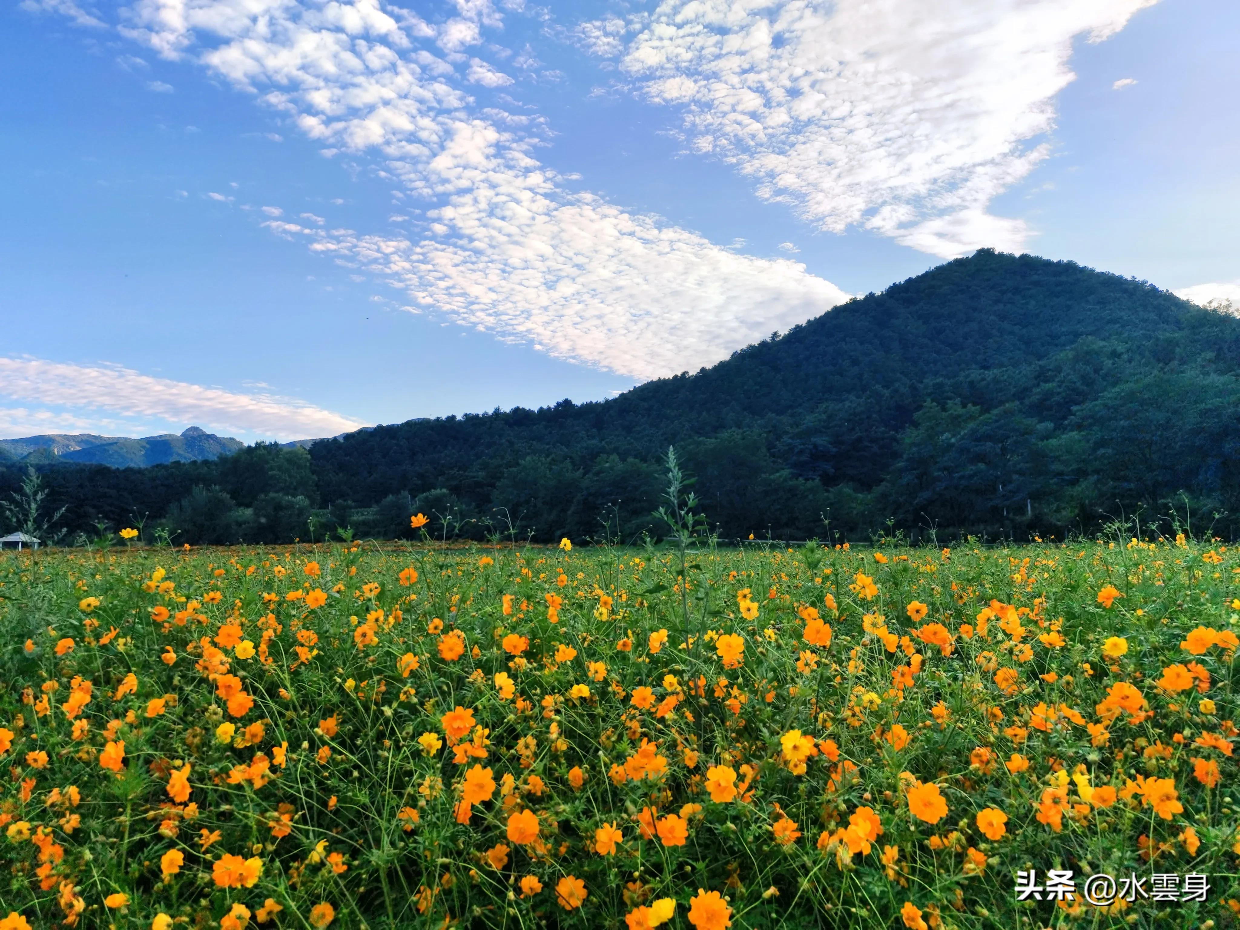 京郊赏花自驾游线路推荐,京郊免费景点一日自驾游路线攻略