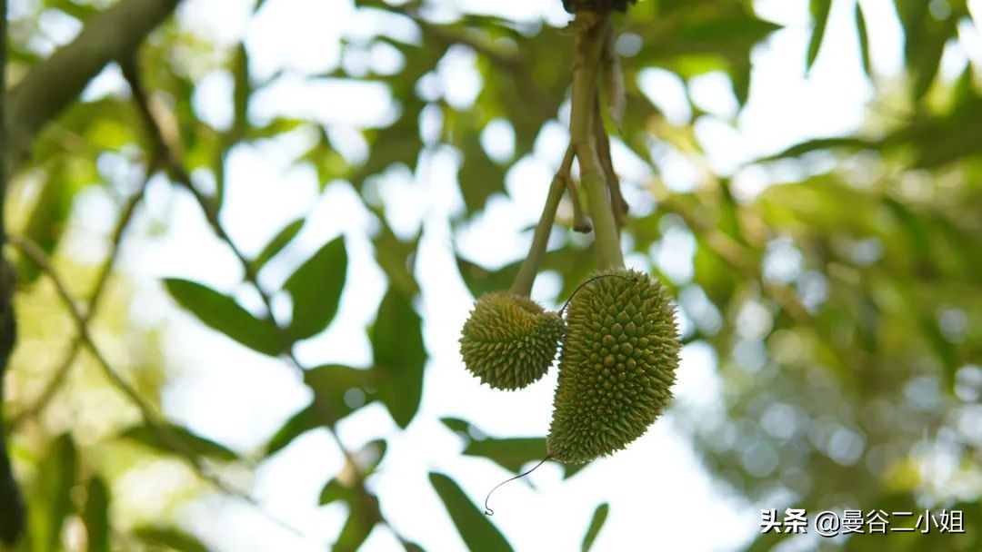 榴莲园带你看越南最美的榴莲,去泰国榴莲园里摘榴莲