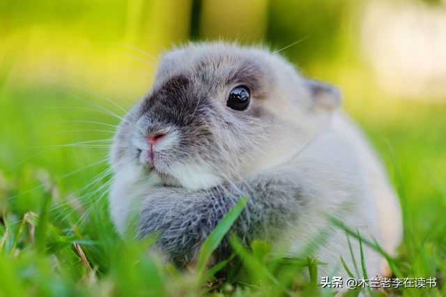 含有兔的诗词名句,关于兔的古典诗词