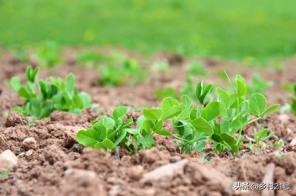 冬季能种植的耐寒蔬菜,冬天可以种的蔬菜合集