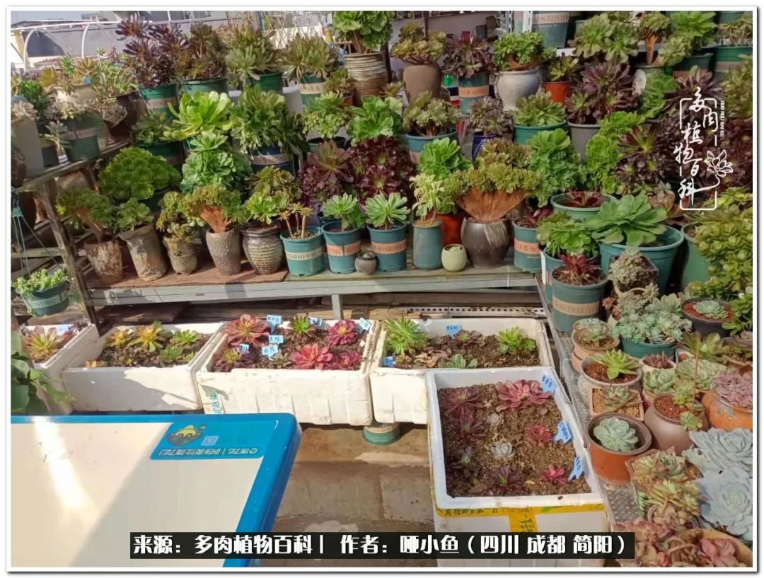 看世间繁华品一生,看世间繁华品人生美味