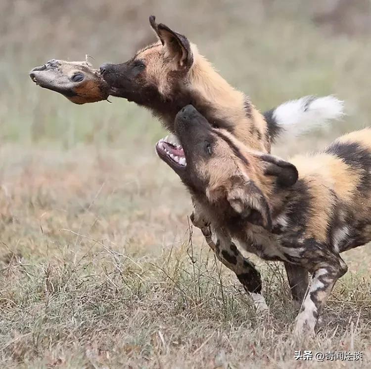 凶残的动物捕猎现场,盘点动物捕猎瞬间的迷惑行为