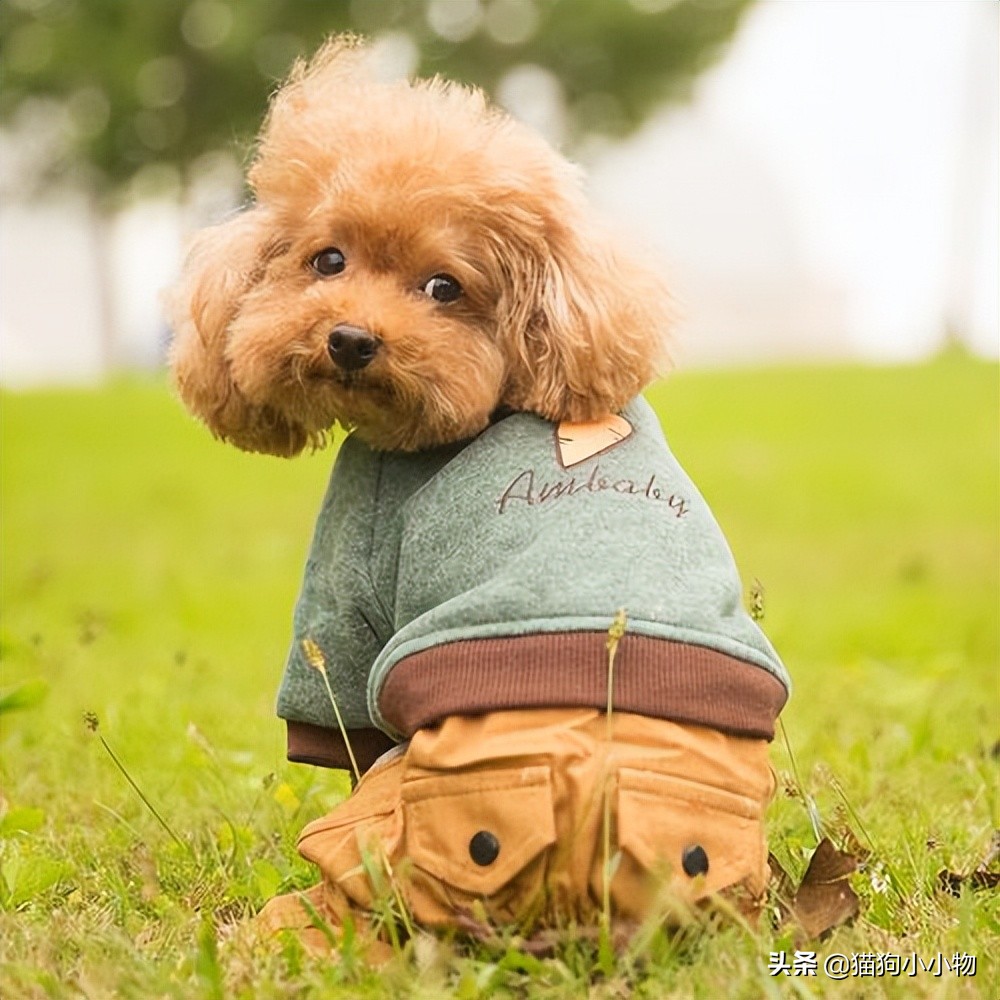 泰迪为啥那么讨人厌,泰迪真的好色么