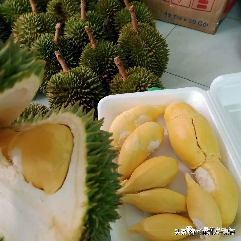 越南当地猫山王榴莲多少钱一斤,越南榴莲知识
