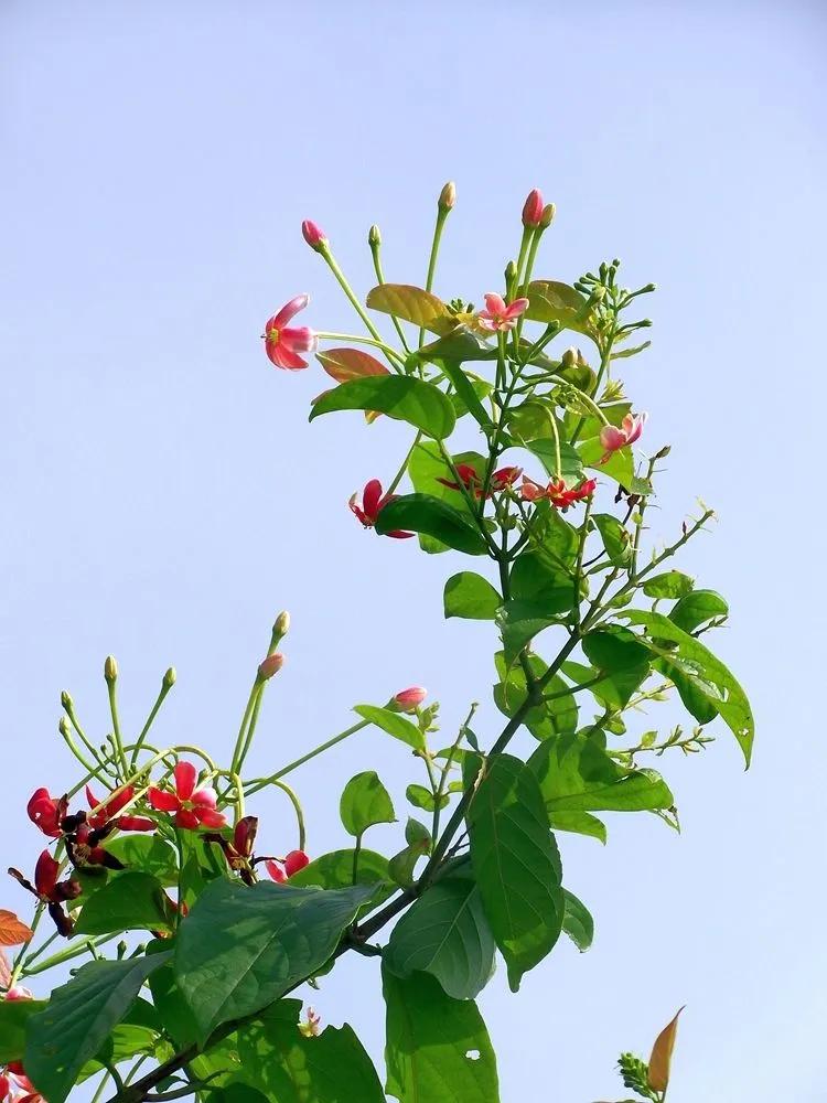 中药使君子,中药使君子图片大全