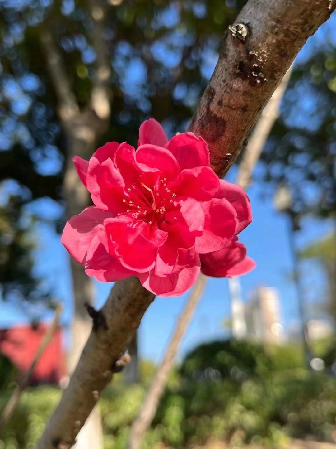 5.98万缤果实测,5.98万缤果配置