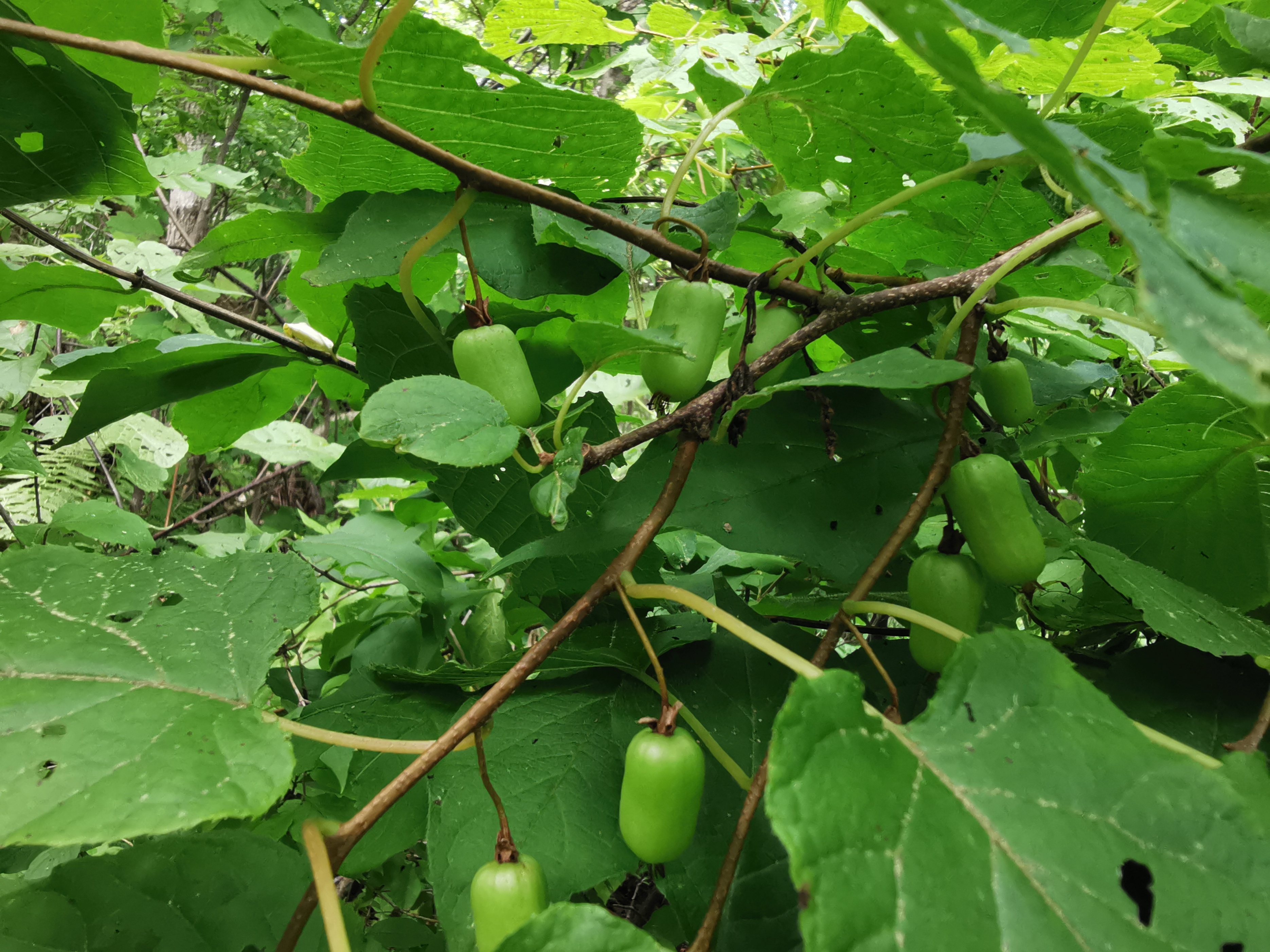 探秘摩艾石像,探秘摩迈尔洞穴