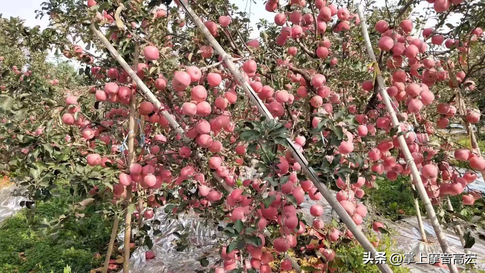 张鑫中国滑板队,中国自由式滑雪张鑫