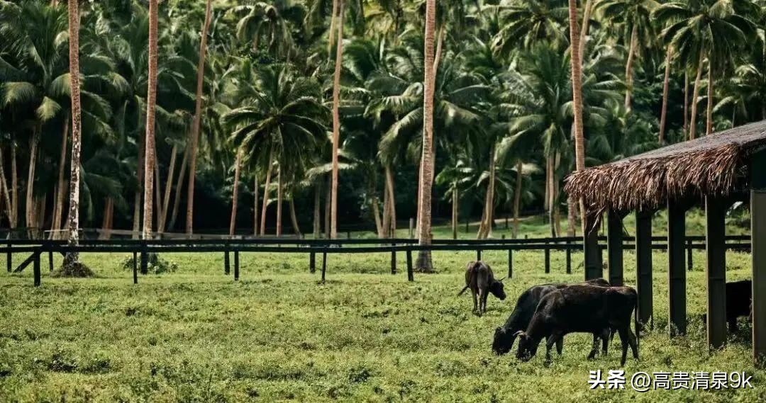 4月1恢复直航，马云刚去过的宝藏免签海岛藏不住了！