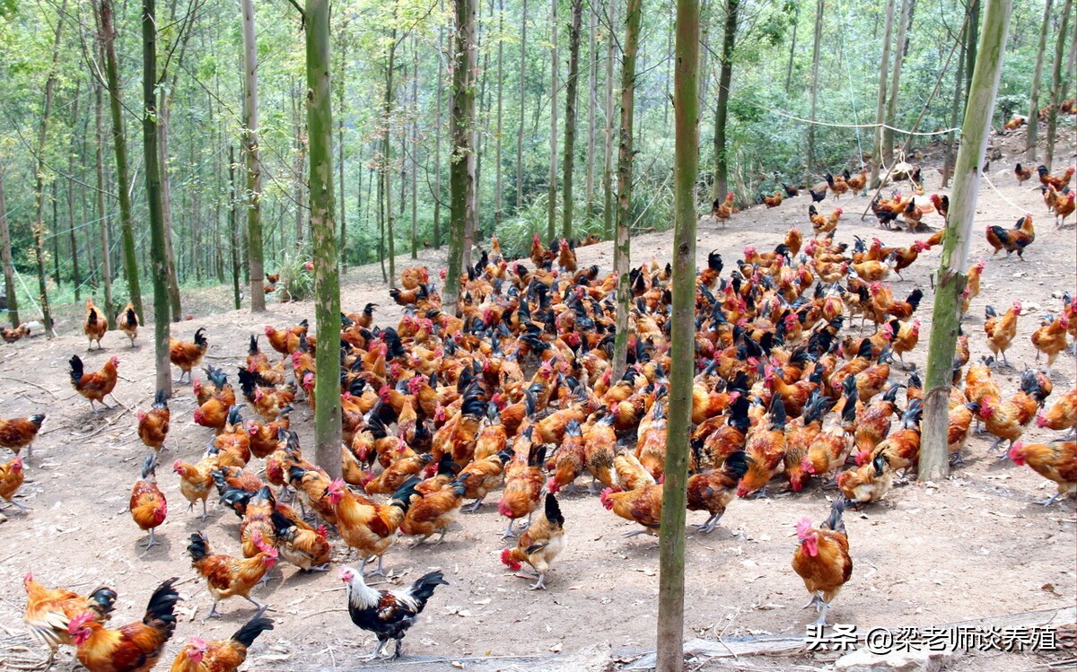 阿莫西林养鸡六大经典搭配,阿莫西林在养鸡中能治什么病