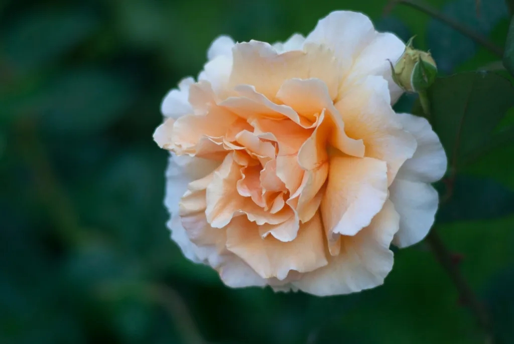 老人说“花草三不送，送了变仇人”，别不信，真的有道理