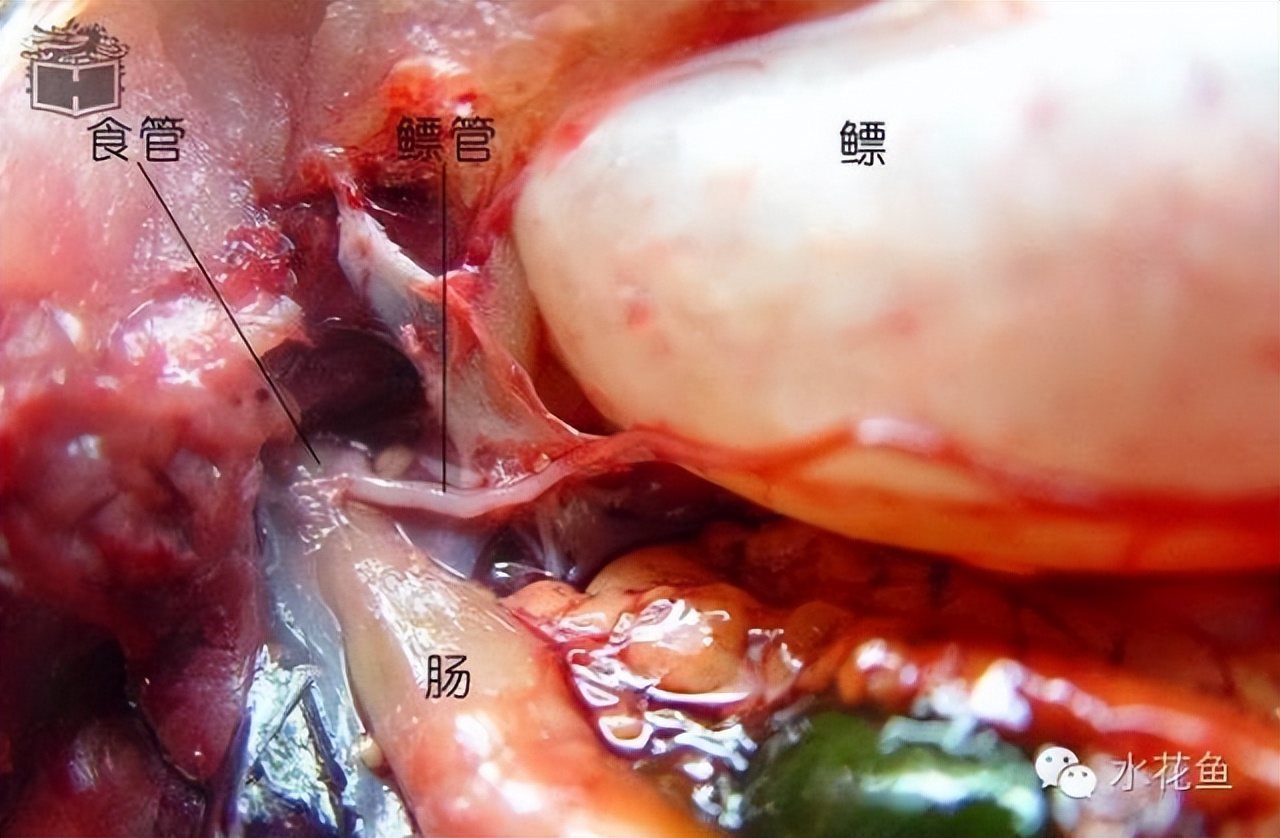鱼的内部器官构造,鱼类的器官特征