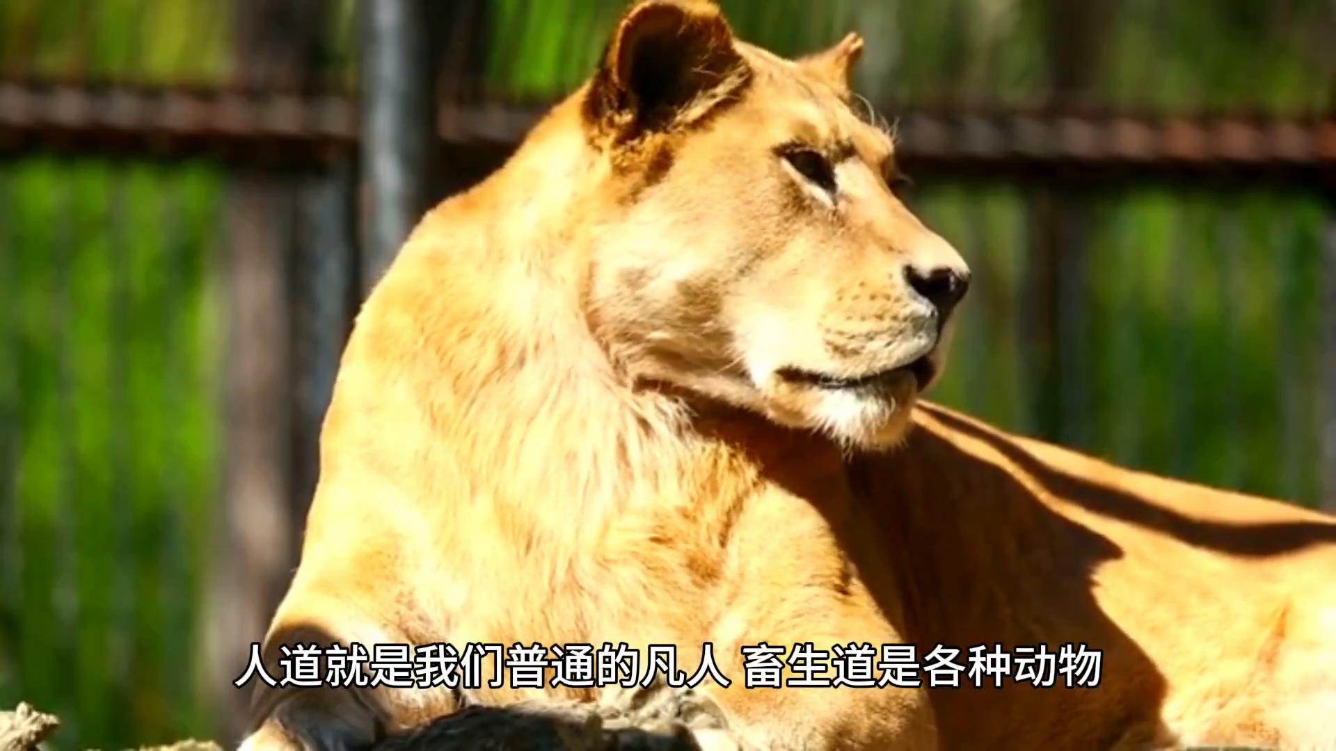 妖和魔和鬼的区别,妖和魔的区别图片