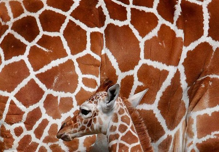 100个难得一见照片,难得一见12张照片