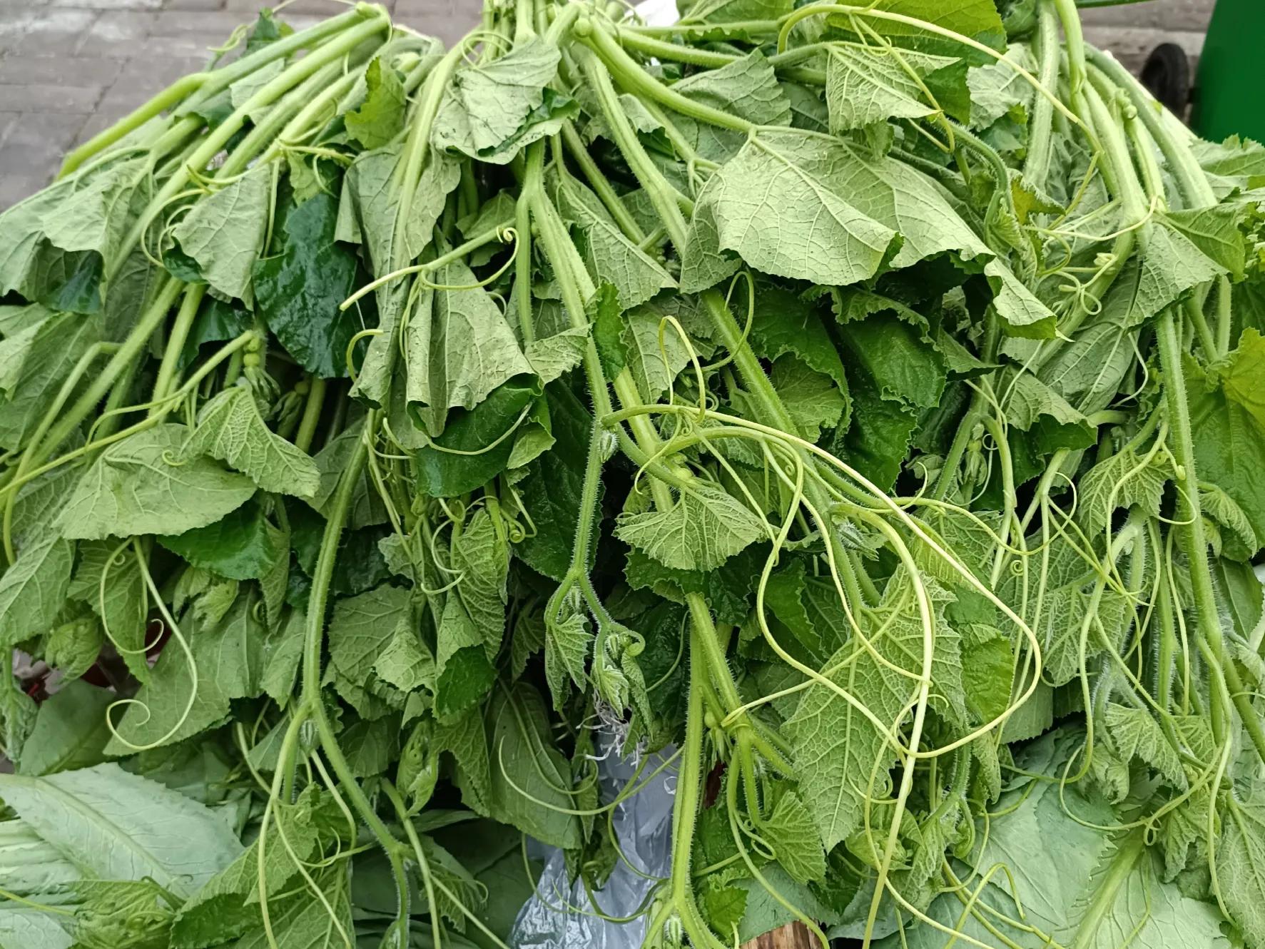 吃南瓜苗种子,吃南瓜苗能减肥吗