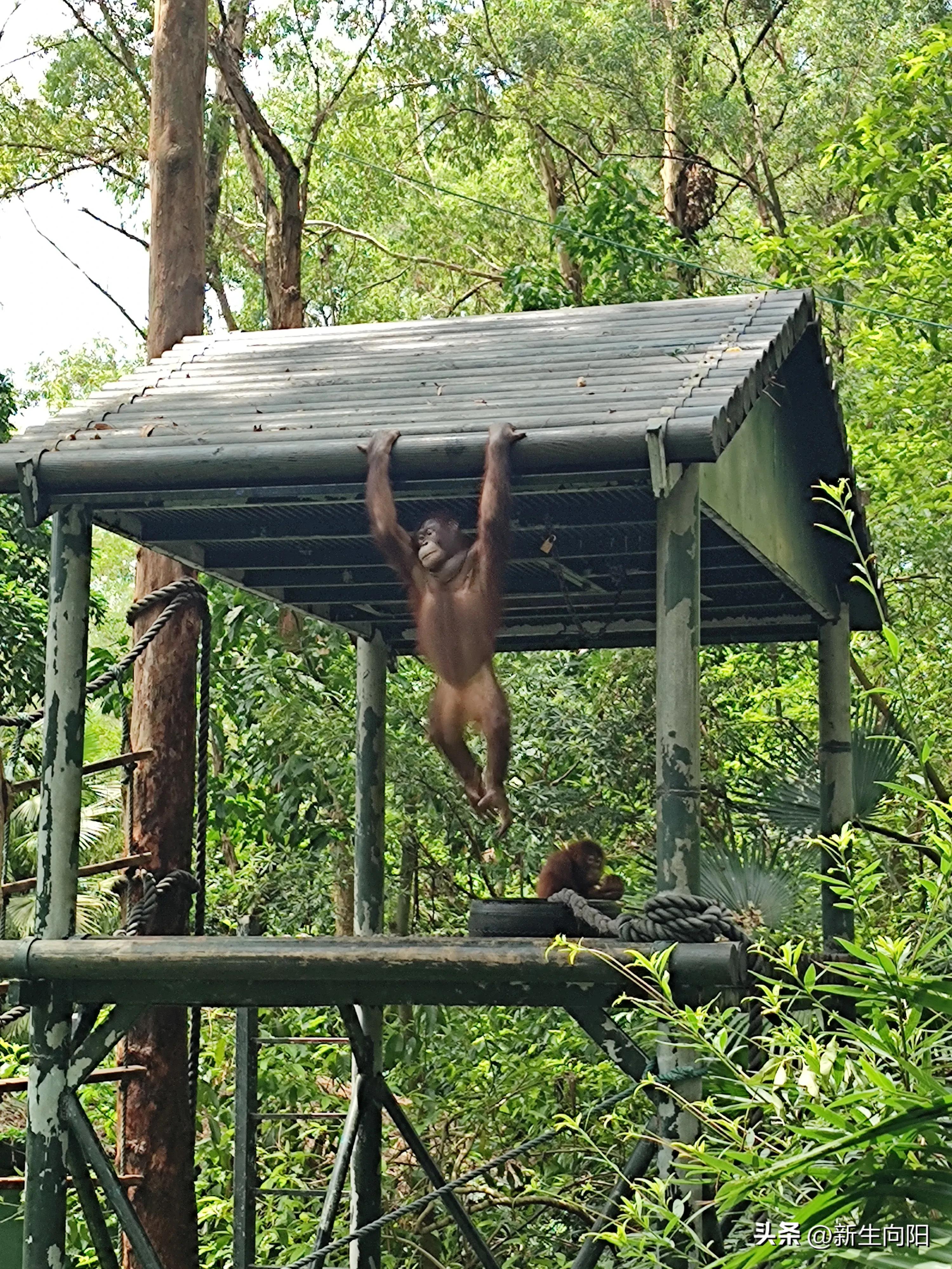 长隆野生动物园两大一小,长隆野生动物园一家三口